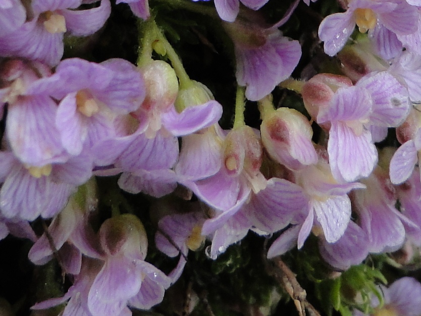 Petrocallis pyrenaica / Petrocallide dei Pirenei